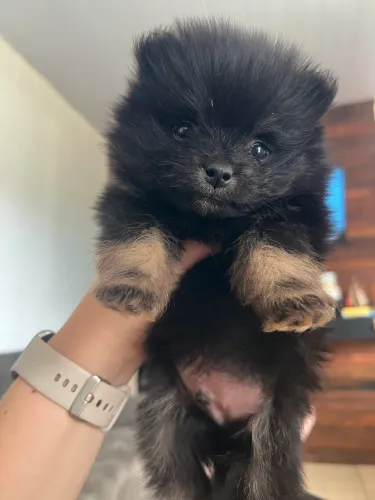 Spitz Alemão