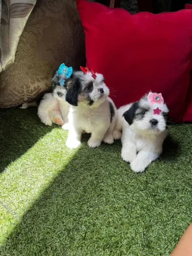 Shih Tzu