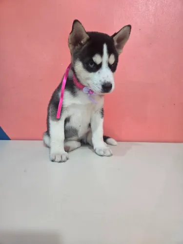 Husky siberiano Fêmea
