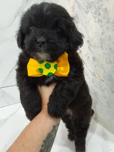 Filhote macho Lhasa apso
