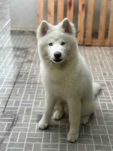 Cachorro