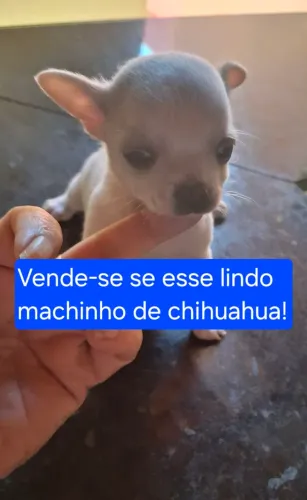 Chihuahua 