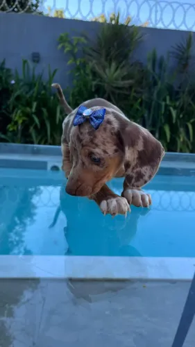 Dachshund arlequim chocolate lindo bem fofo, também temos fêmeas