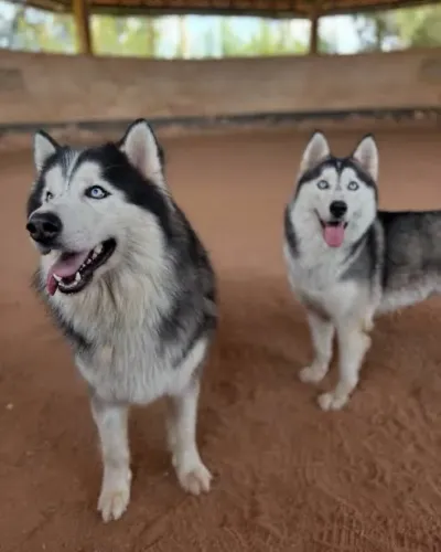 Doação Husky casal