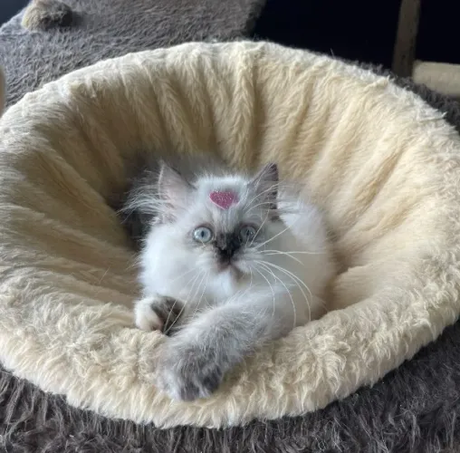 Gata Persa com Pedigree