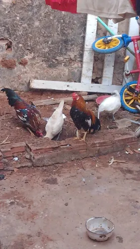  2 galo e 2 galinha garnizé