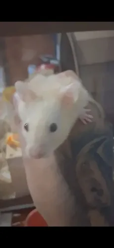 Hamster