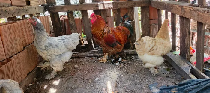 Brahma