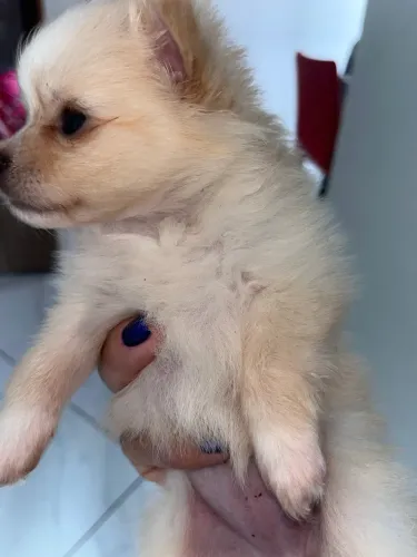 cachorro
