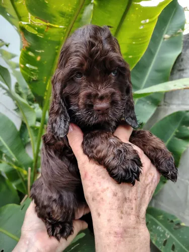 cocker spaniel inglês