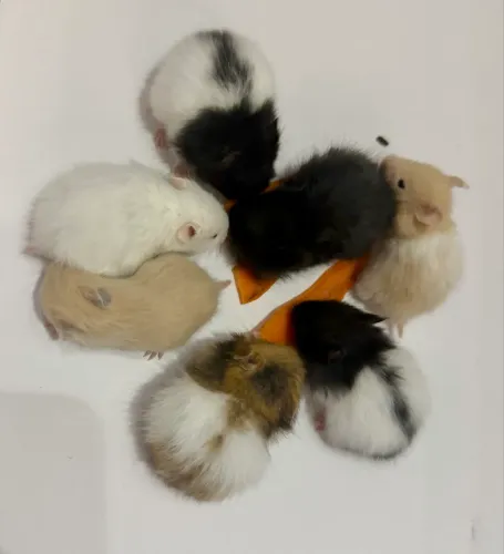 Filhote de hamster angora - sírio 