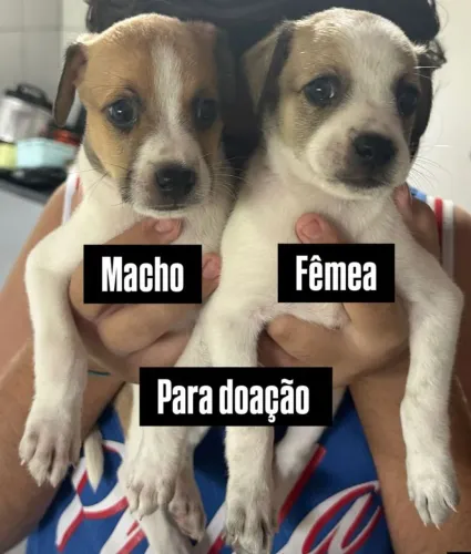 Doaçao de cachorro
