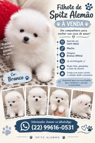 Lulu da pomerania