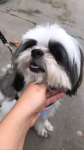Doação de cachorro