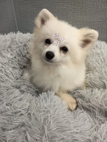 Spitz alemão