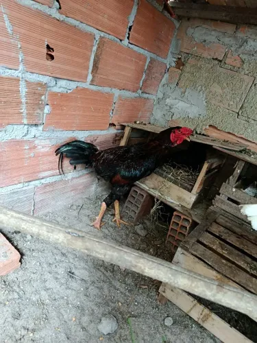 Galo caipira novo