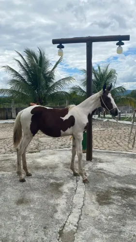 Potra Pampa Pelagem Exótica
