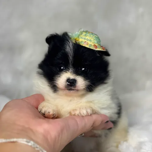 Filhote de Lulu da Pomerânia