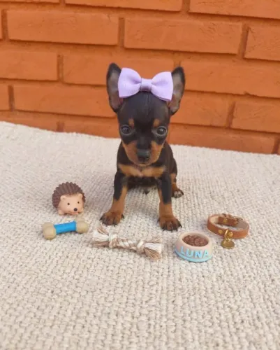 Pinscher zero cheio de amor para você