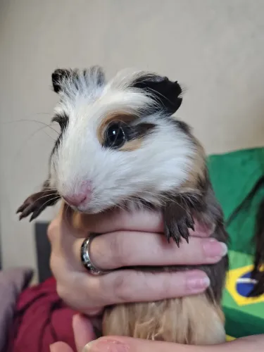 Porquinho da índia fêmea