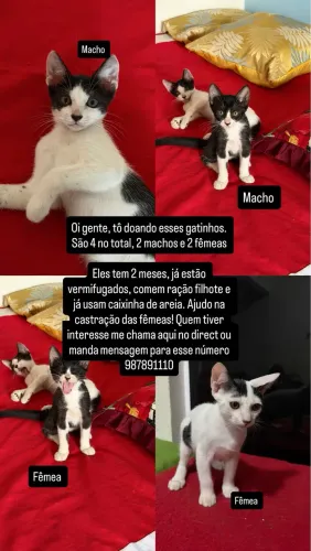 Filhote de gato frajola 