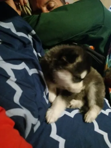 Filhotes de Husky Siberiano | Onde há um latido, há alegria.