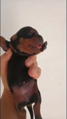 Dachshund ?salsichinha? zap *76