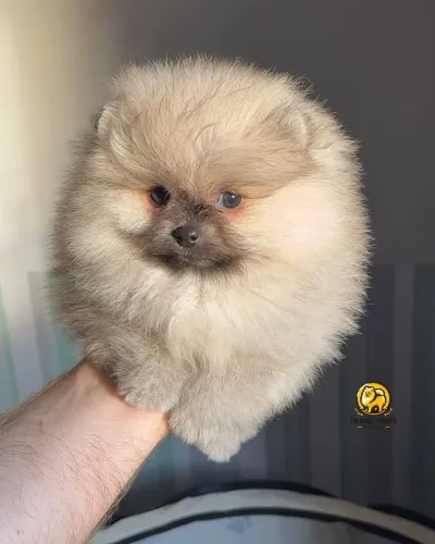 Filhote macho spitz alemão 
