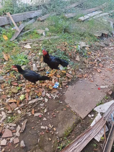 Galo e galinha