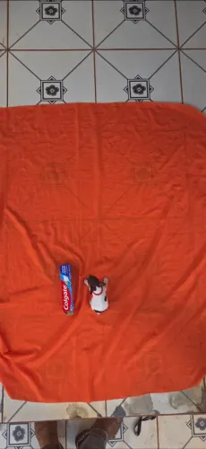 Machinho Pinscher Miniatura  parcelo em até 10 vezes
