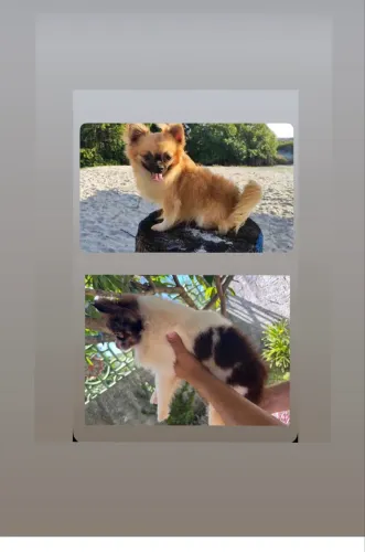 Chihuahua quer namorar