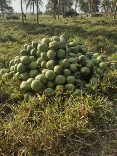 Coco verde e seco