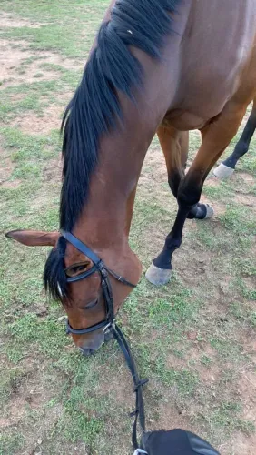 Vendo cavalo 
