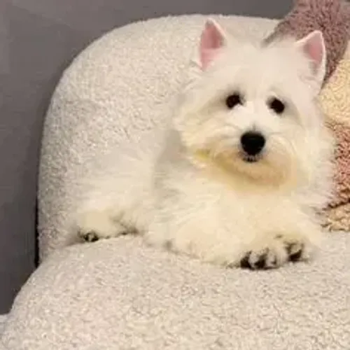 West Terrier Filhote Muito Bonito e Fofo