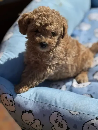 Poodle Toy Red + Pelos Sedosos