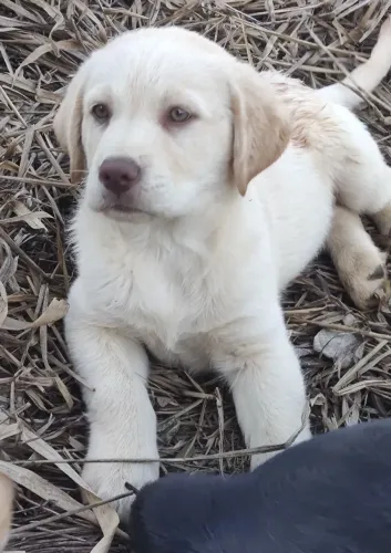 Focinho rosado - albino - labrador