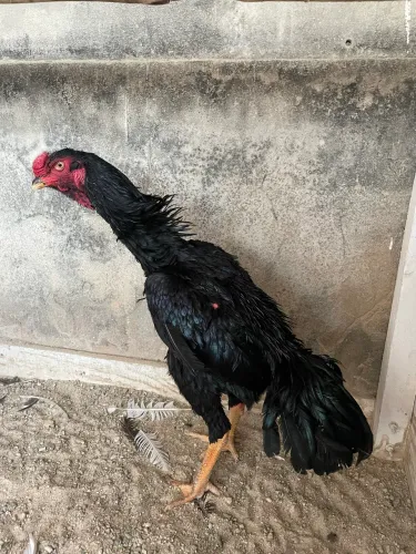 Frango índio canto curto