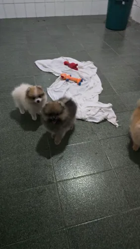 Lulu Pomerania