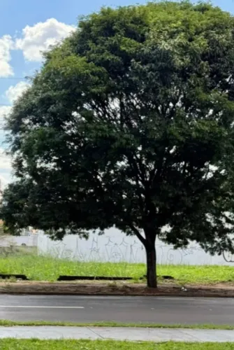 Terreno Comercial Zona 8