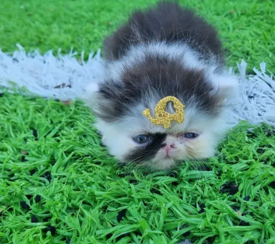 Vendo filhotes de gatos Persa