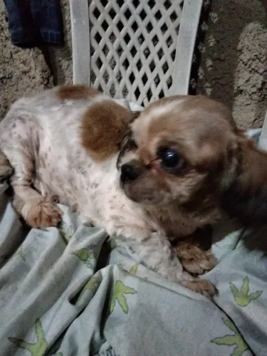 Shih tzu