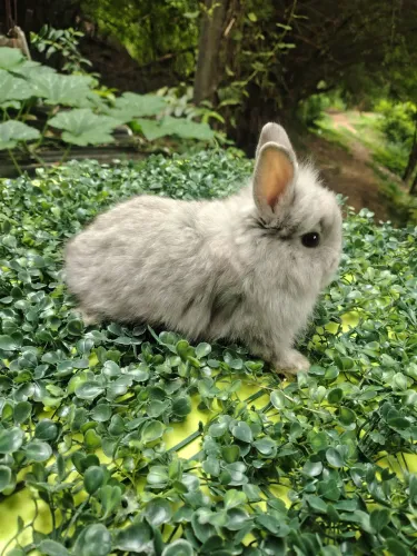 Coelhos 