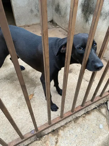 Doação de cachorra fêmea 