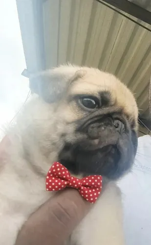 Filhote macho de Pug 1000