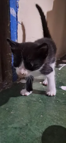 Filhotes de gato