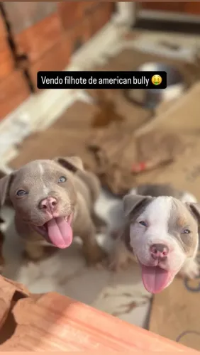 American Bully