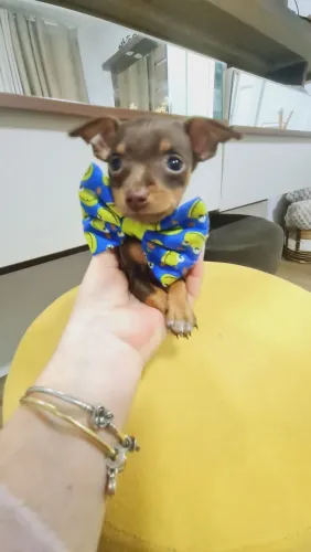 Pinscher