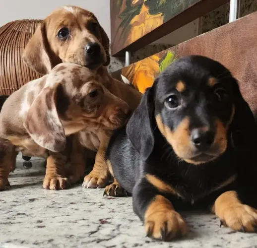 Teckel/Dachshund em Promoção!!! 1200,00