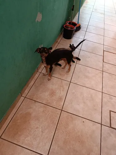 Doa-se cachorro macho porte médio