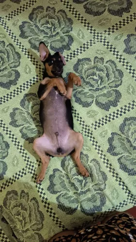 Pincher puro pai e mãe